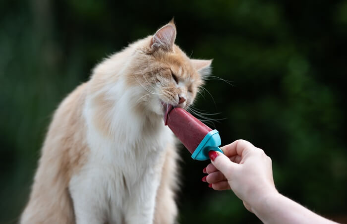 Um gato saboreando uma lambida de sorvete aromatizado, enfatizando considerações sobre o tamanho da porção e o impacto potencial no bem-estar do gato