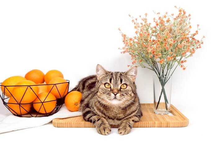 Um gato olhando curiosamente para a câmera perto de uma cesta de laranjas e um vaso de flores, capturando um momento encantador e curioso