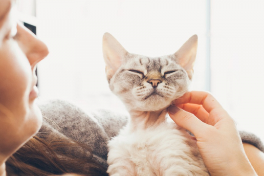 Estudo Mostra que seu Gato Pode ser a Chave para Prevenir a Perda de Memória