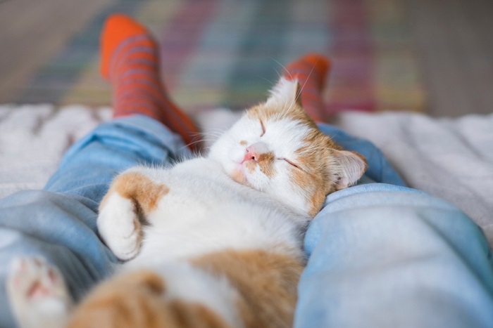 Imagem que captura o comportamento possessivo de um gato, mostrando seu apego a um determinado objeto ou território, uma característica comum no comportamento felino.