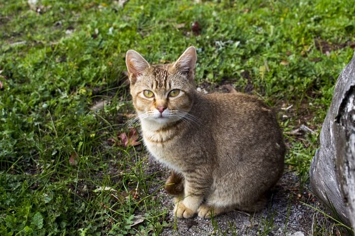 Um gato malhado marcado, exibindo o padrão de pelagem único desta raça felina.