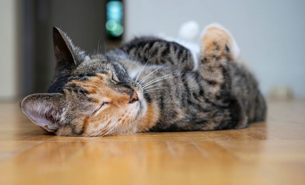 Gato Torbie deitado de costas e dormindo no chão.