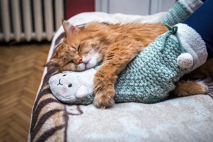 A imagem transmite uma cena familiar e comovente de um gato dormindo pacificamente sobre uma pessoa.