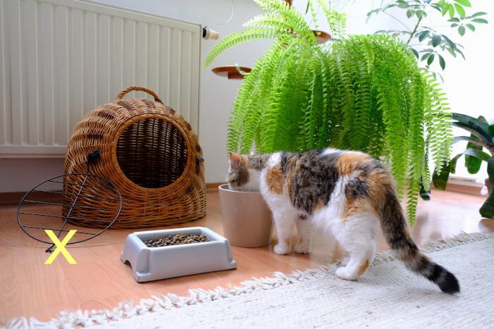 por ração para gatos e água