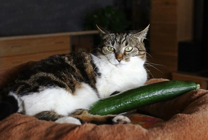 Imagem de um gato sentado perto de um pepino, mostrando o comportamento calmo e curioso do felino