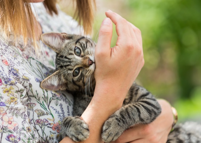 Uma imagem que ilustra um gato mordendo a mão de uma menina.