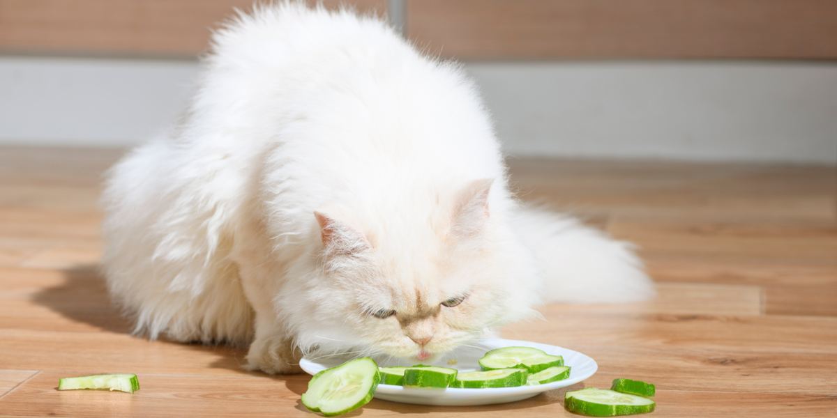 Imagem de um gato e um pepino, capturando a reação de um felino a um pepino