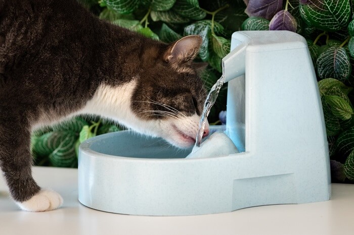 Gato vigilante saciando a sede em uma tigela de água. A imagem captura o foco intencional do gato enquanto consome água.