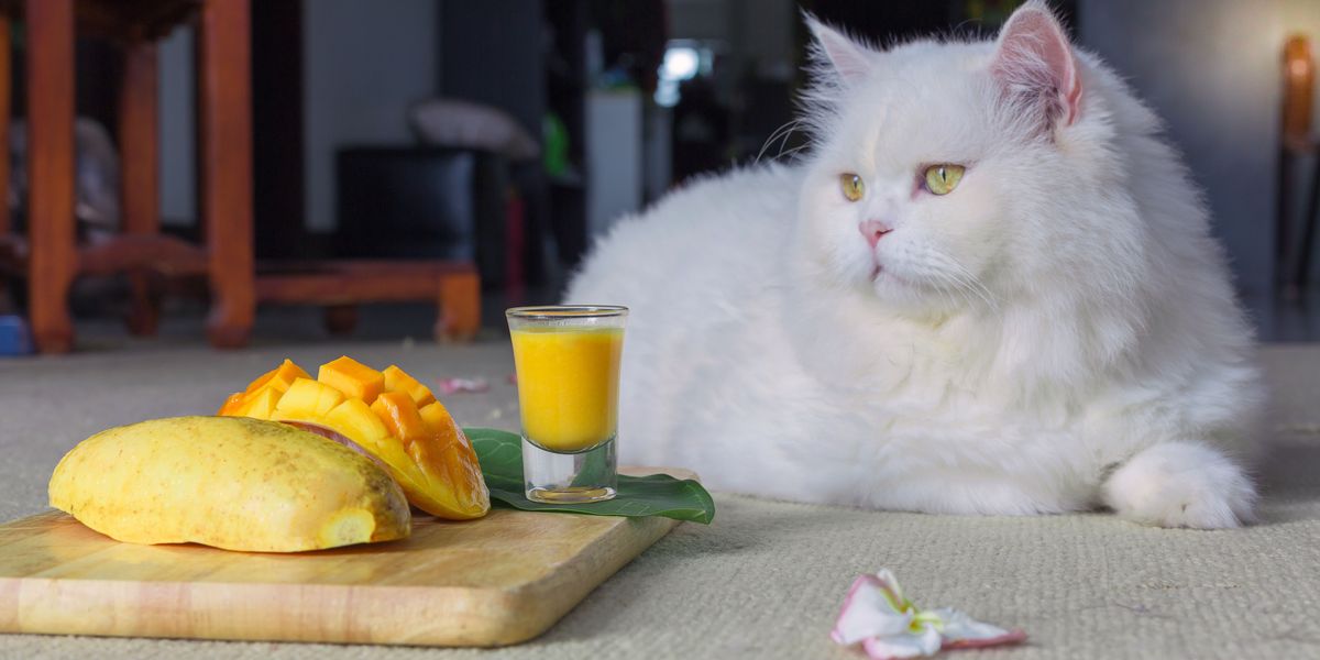 Imagem ilustrando um gato comendo manga, gerando discussões sobre a compatibilidade dessa fruta com a dieta de um gato e seus possíveis efeitos