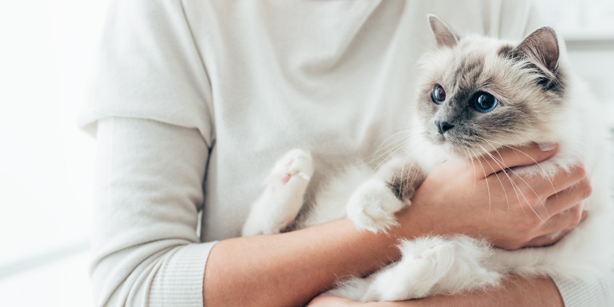 Uma imagem cativante que mostra um momento emocionante de um gato recebendo um abraço gentil de um humano.