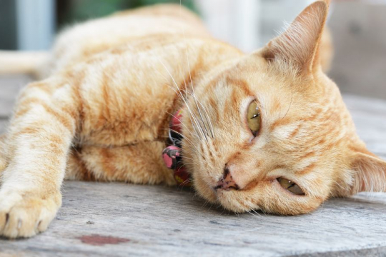 10 Sinais de Que Seu Gato Pode Estar Doente