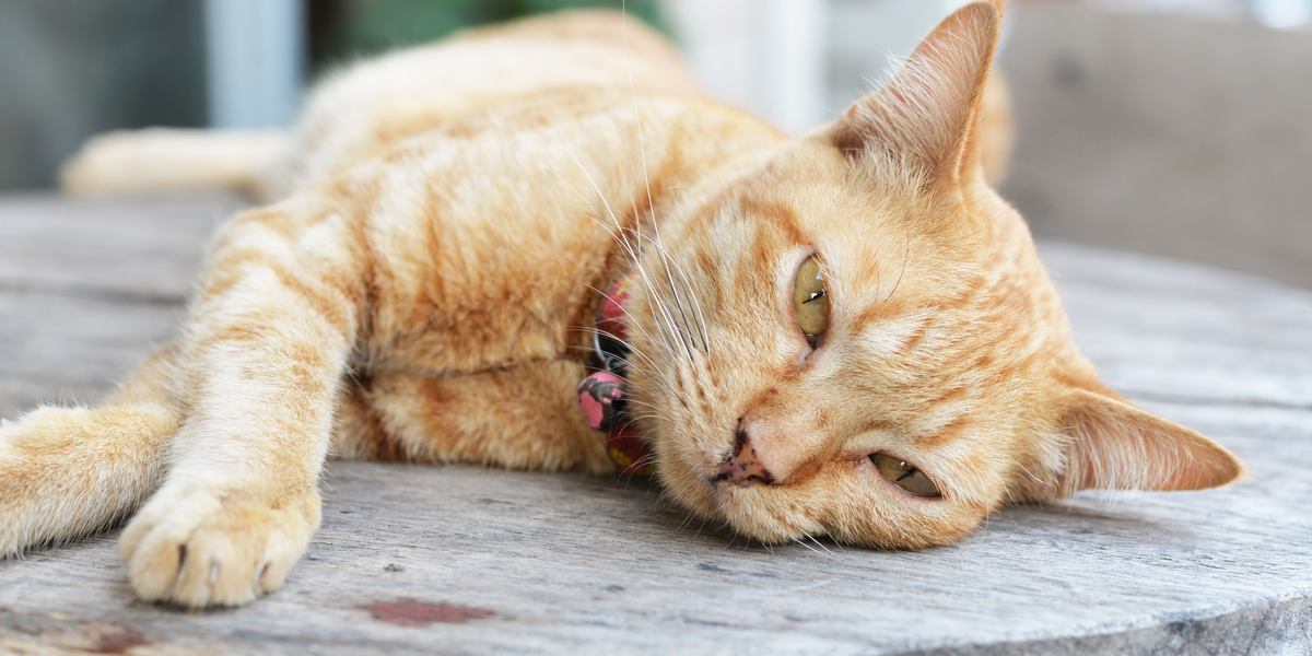 A imagem de um gato doente descansando sobre uma superfície macia.