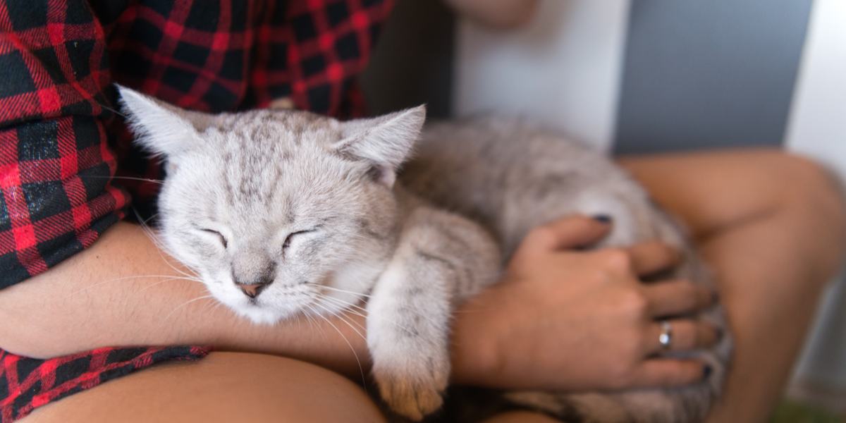 gato dormindo no colo do dono