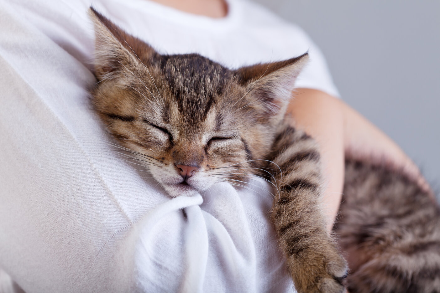 Gatinho adorável em postura de abraço, exibindo comportamento afetuoso e demonstrando um vínculo comovente.