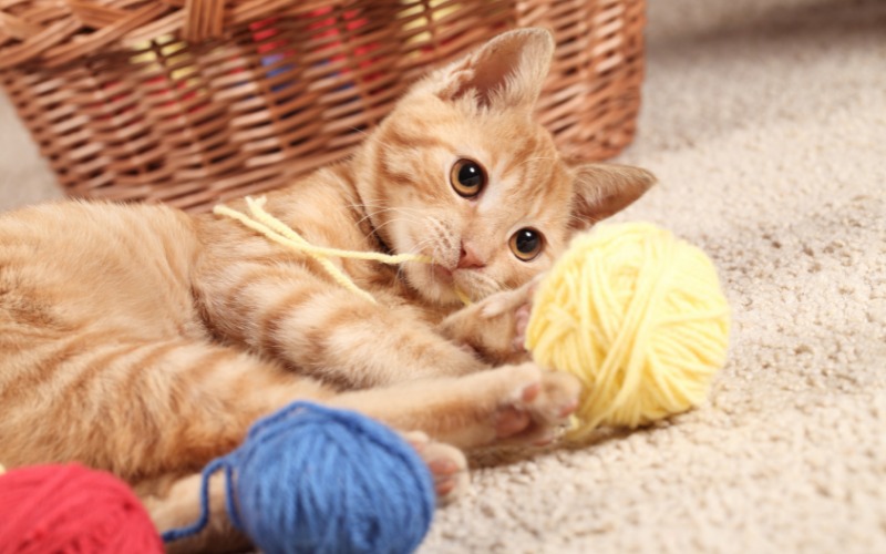 Imagem encantadora de um gatinho brincando com lã, demonstrando energia juvenil e curiosidade felina natural.