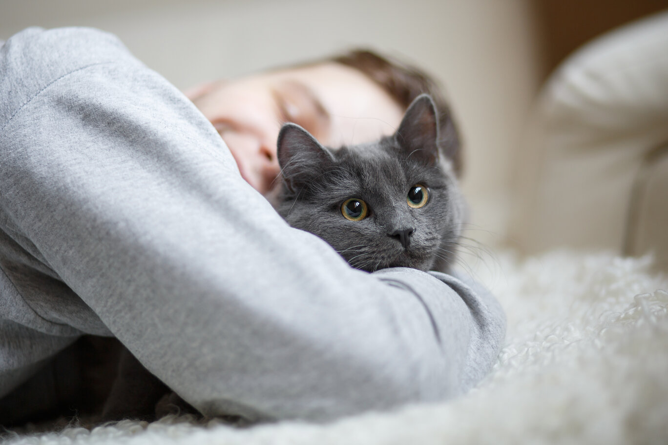 os gatos gostam de abraços?