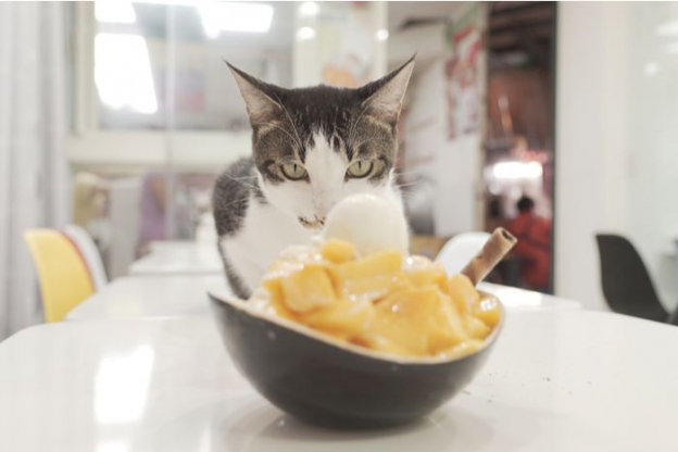 Gatos Podem Comer Manga? - Cats.com