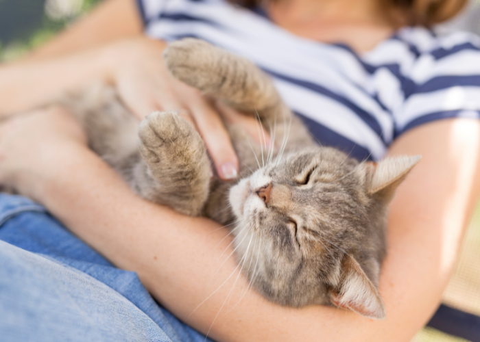 fortaleça seu vínculo com seu gato