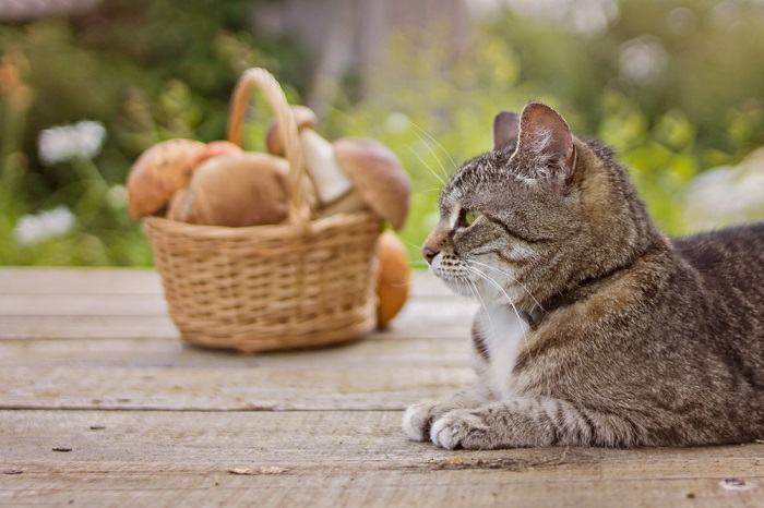 Um gato sentado calmamente perto de um cogumelo colocado em uma cesta