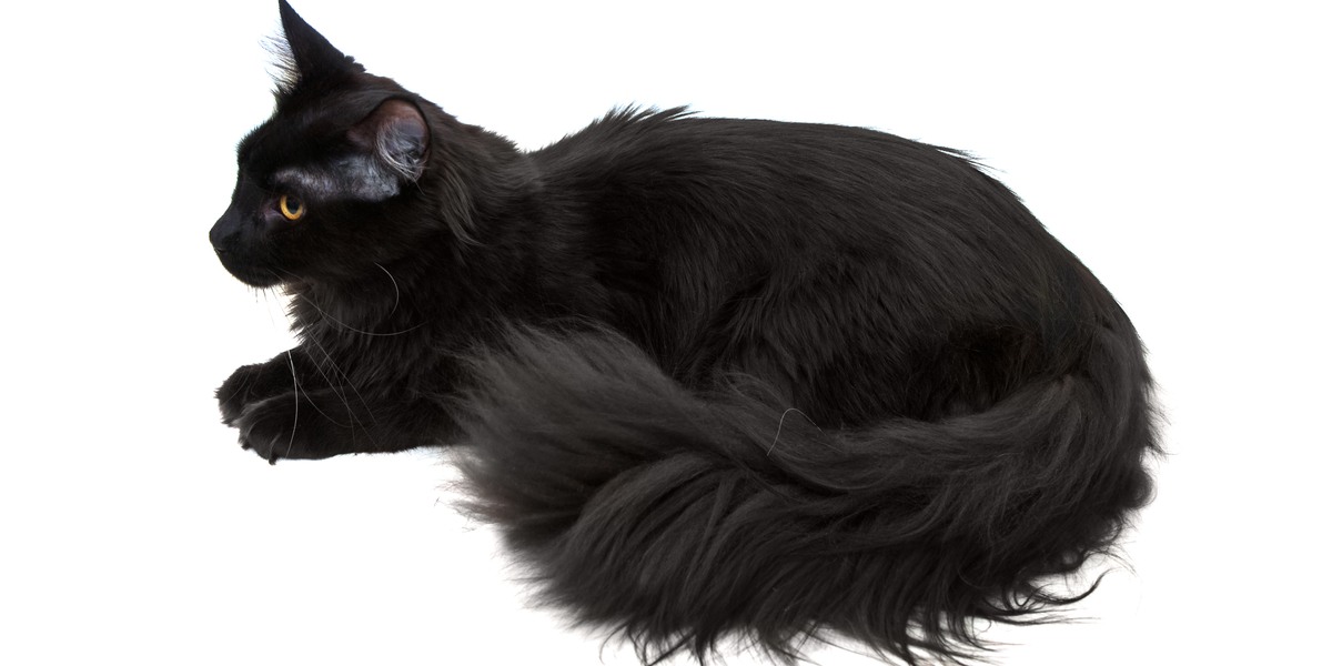 Majestoso gato Maine Coon preto com seu tamanho impressionante, orelhas tufadas e cauda espessa