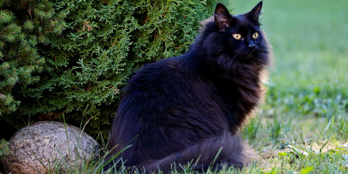 Encantador gato preto da Floresta Norueguesa com sua pelagem luxuosa e olhar cativante, personificando a aparência robusta e majestosa da raça, bem como sua personalidade lúdica e amigável.