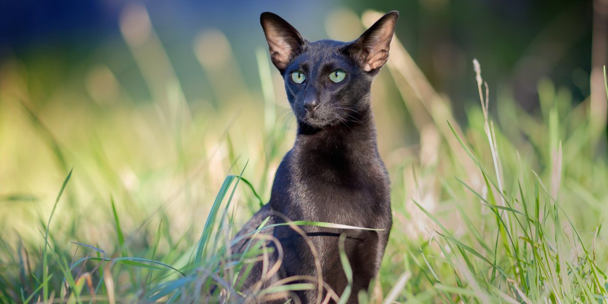 Elegante gato Oriental Shorthair preto com sua constituição elegante e cativantes olhos amendoados, representando a presença sedutora e sofisticada da raça.