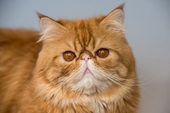 7 Raças de Gatos Garfield Pelas Quais Vale a Pena Ronronar - Cats.com
