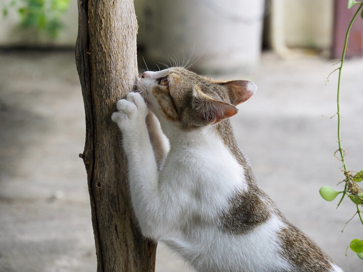 A imagem provavelmente ilustra um gato exibindo comportamento territorial, possivelmente defendendo seu território contra um intruso.