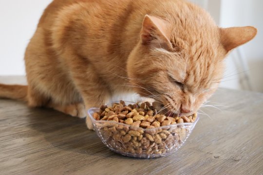 Quanto dar de Comida a um Gato