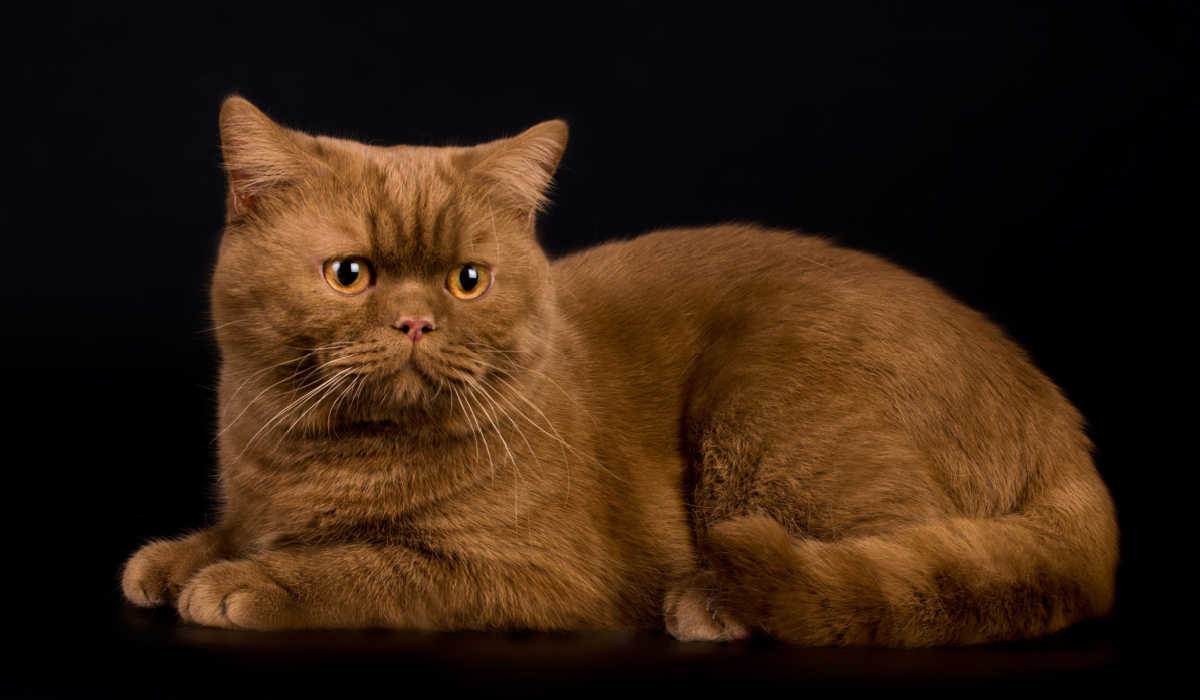 Gato British Shorthair cor de canela