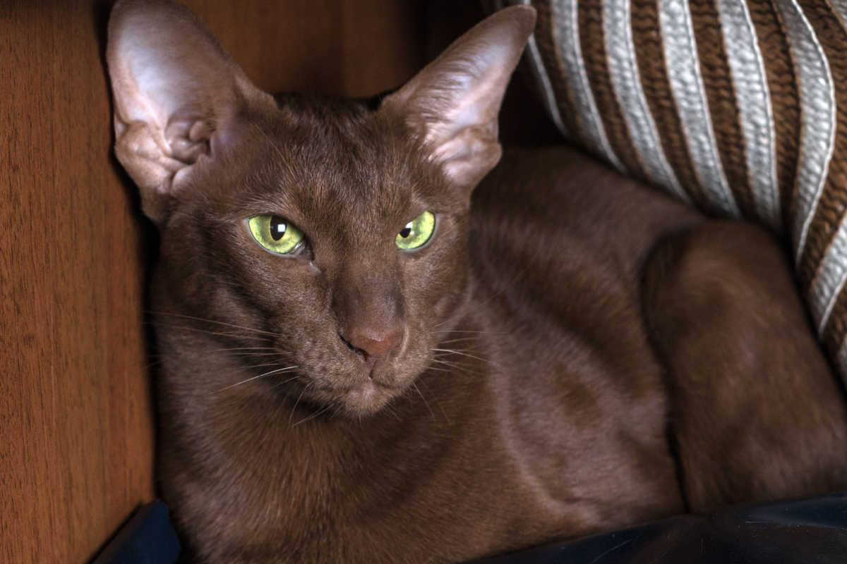 Gato Oriental Shorthair Castanho Chocolate