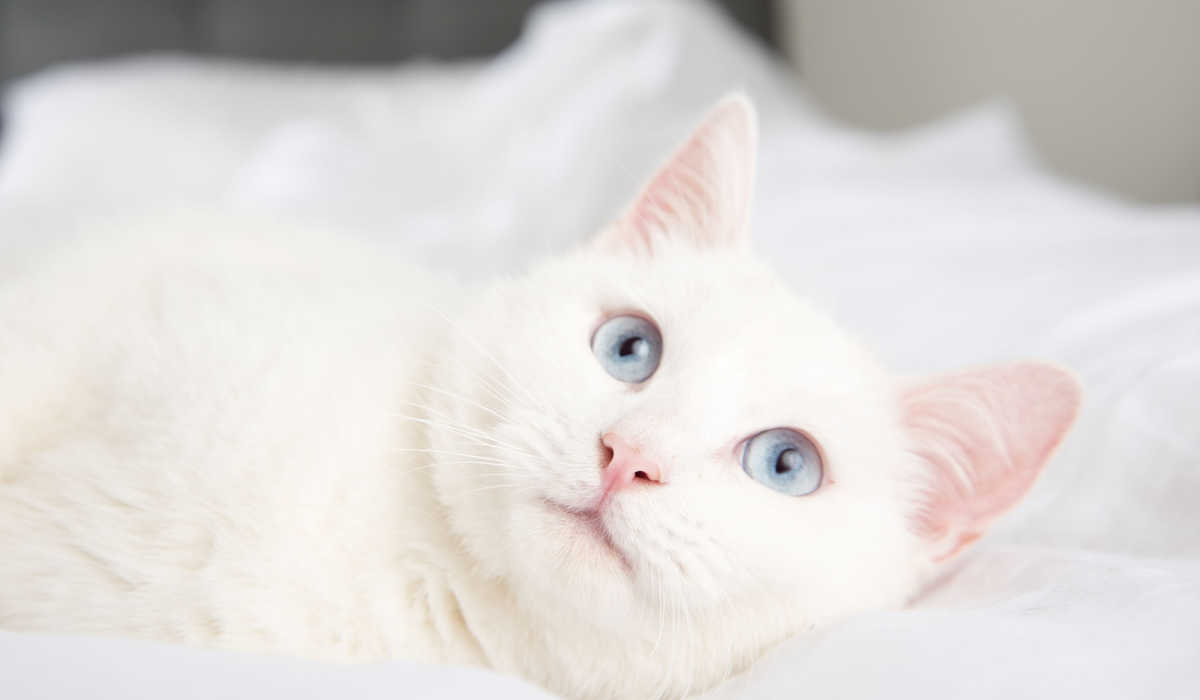 Gato albino branco com olhos azuis