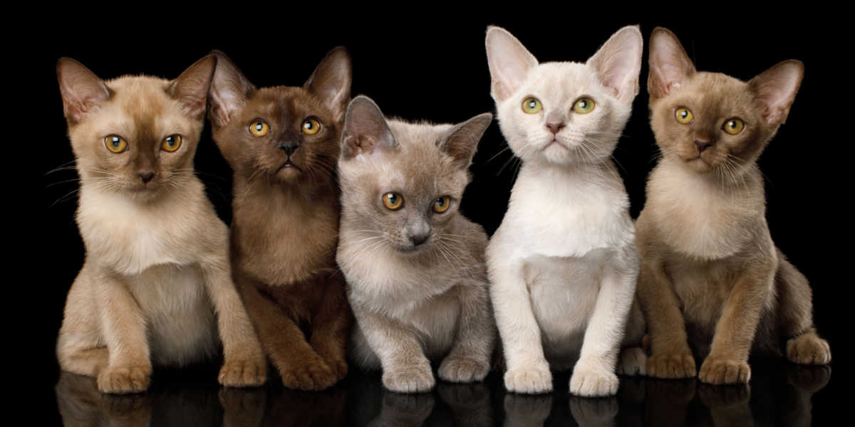 Grupo de gatinhos birmaneses em marrom (chocolate), azul, platina (lilás) e creme