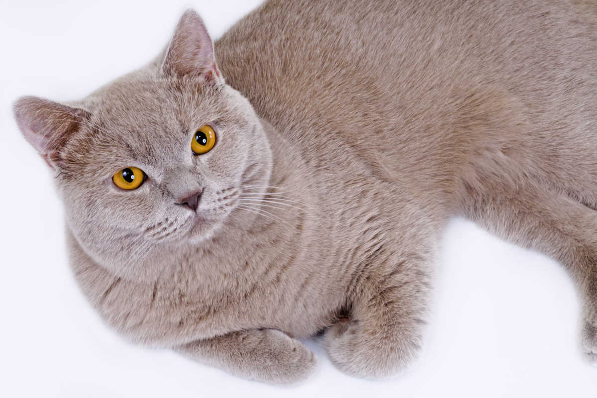 Gato British Shorthair de cor lilás