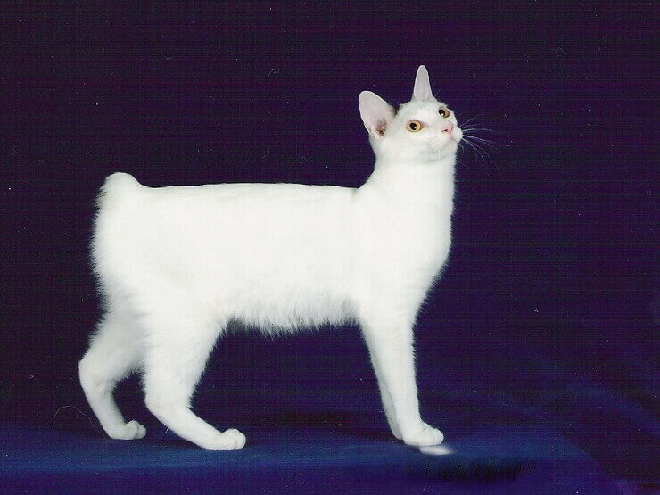 Gato Bobtail Japonês