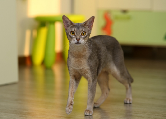 Imagem impressionante de um gato abissínio, exibindo sua pelagem distinta com pêlo marcado e olhos amendoados cativantes.