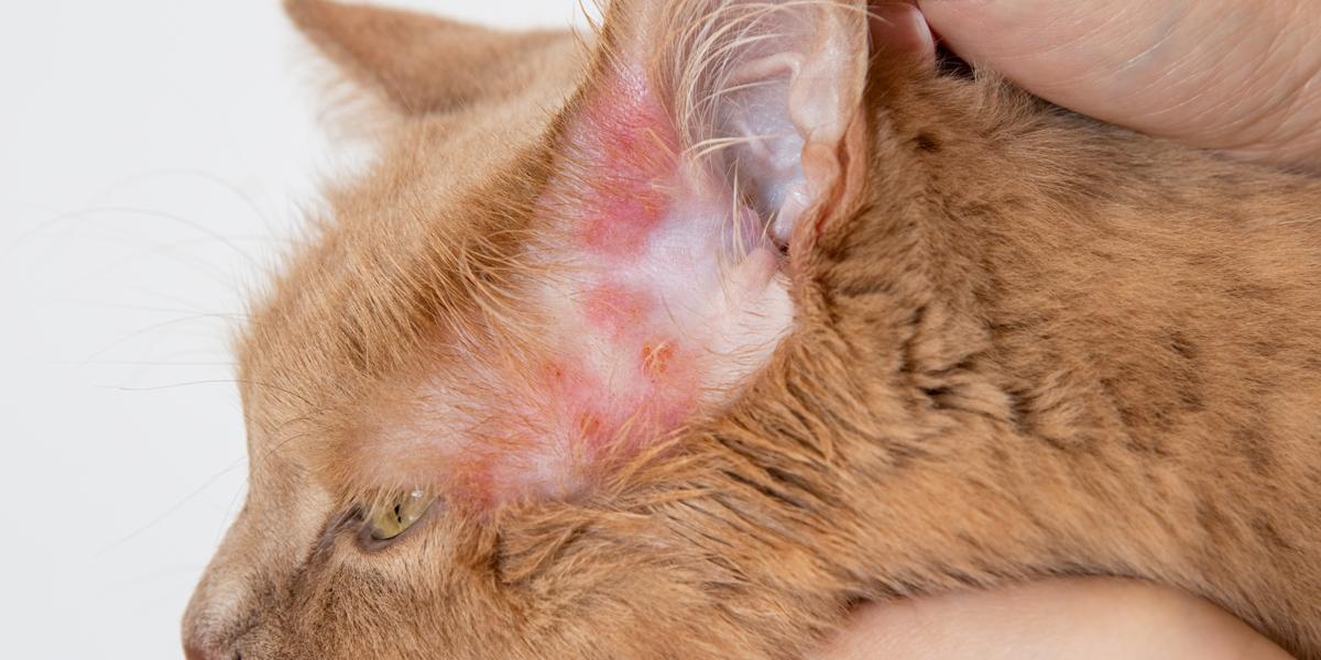 Imagem que descreve o impacto das infecções bacterianas em gatos, ilustrando a importância de reconhecer e tratar tais infecções prontamente para salvaguardar a saúde felina e o bem-estar geral.