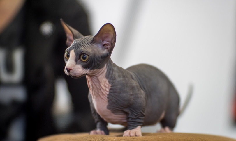 Imagem de um gato Bambino, raça conhecida por não ter pelos e pernas curtas, sentado em uma pose adorável e cativante.