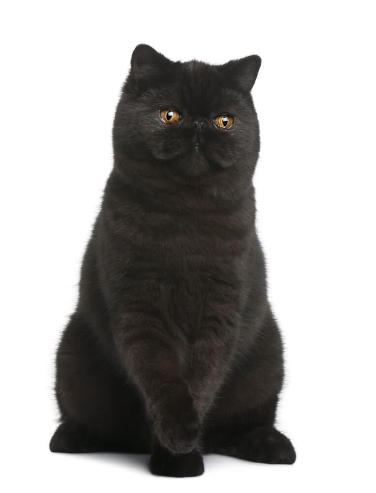 Requintado gato Exotic Shorthair preto com sua pelagem macia e grandes olhos redondos, mostrando o comportamento gentil e cativante da raça, bem como sua aparência marcante e adorável