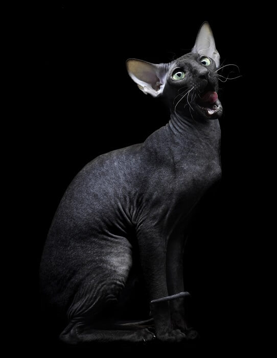 Gato Sphynx preto único com aparência sem pelos e pele aveludada, mostrando o charme distinto e a natureza afetuosa da raça.