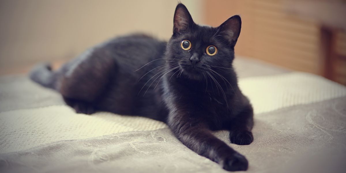 Misterioso gato preto com ar de elegância, sua pelagem brilhante exalando um charme enigmático