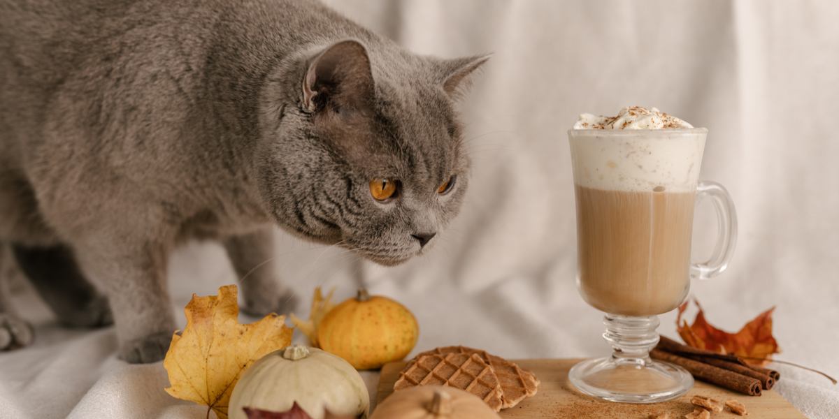 Um gato perto de um recipiente de canela, questionando se os gatos podem comer canela.