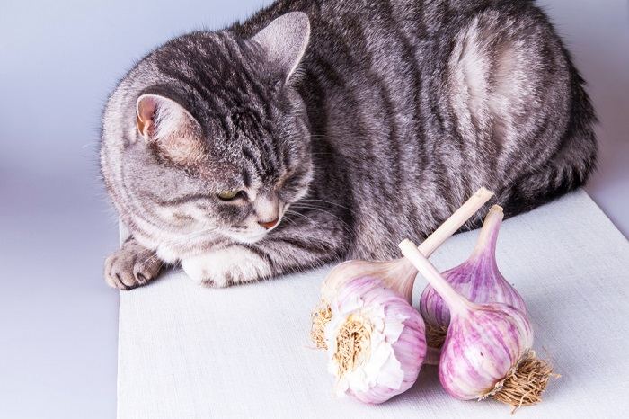 Foto de um gato sentado perto de bulbos de alho