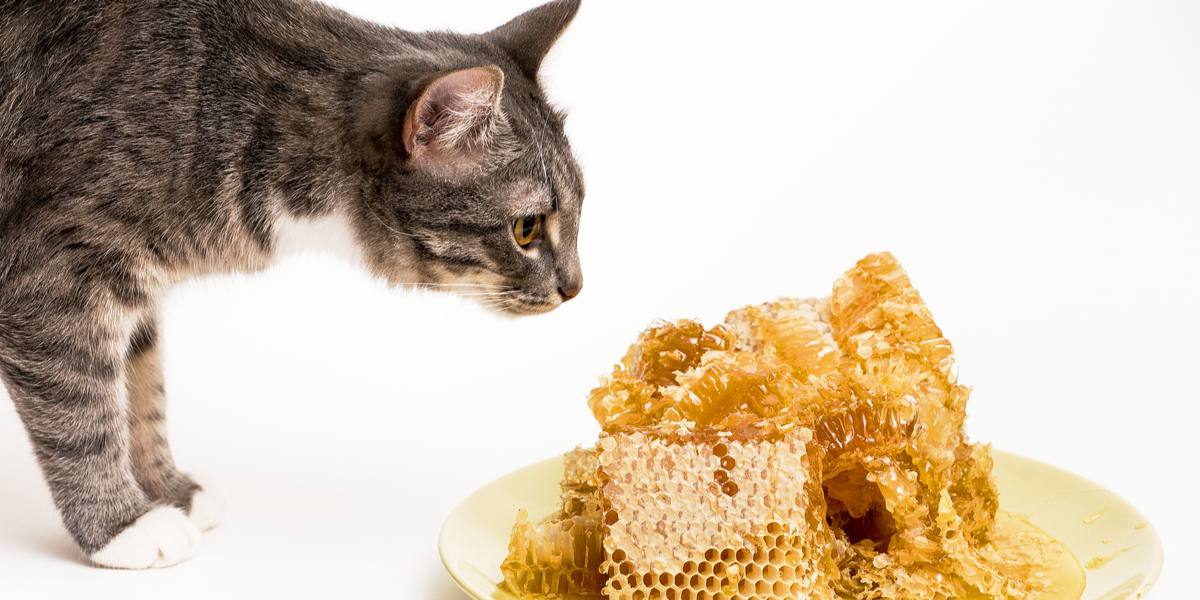 Um gato cheirando curiosamente um prato de mel, exibindo sua natureza curiosa e exploradora de aromas