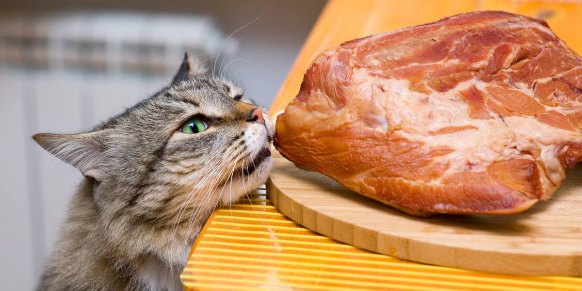 "Representação visual abordando a questão: 'Os gatos podem comer carne de porco?