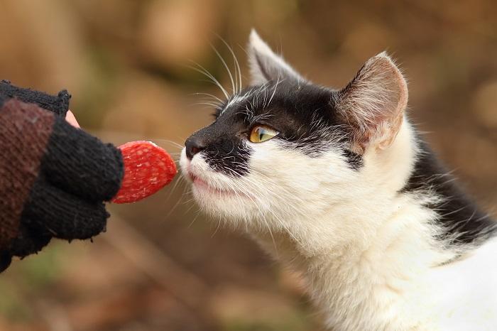 Gato curioso encontra uma fatia de salame, despertando interesse em alimentos incomuns.