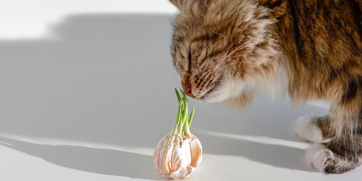 Imagem capturando um gato perto do alho, chamando a atenção para os perigos potenciais do alho para os felinos