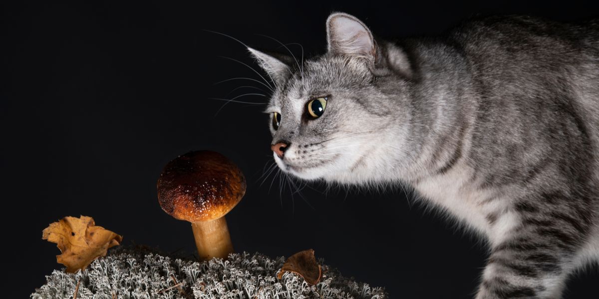 Uma imagem apresentando um gato e um cogumelo, levantando preocupações sobre os perigos potenciais de certos cogumelos para a saúde felina