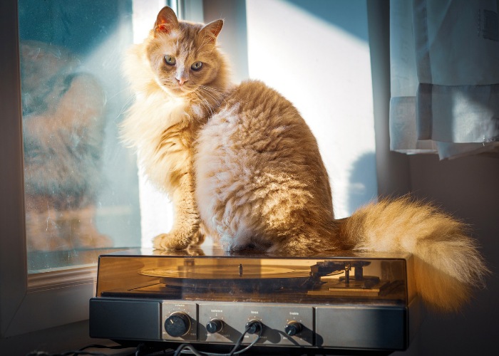 Uma imagem artística apresentando um gato ao lado de um toca-discos.