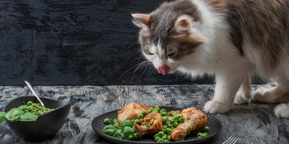 Gato satisfeito saboreando uma refeição de peru.